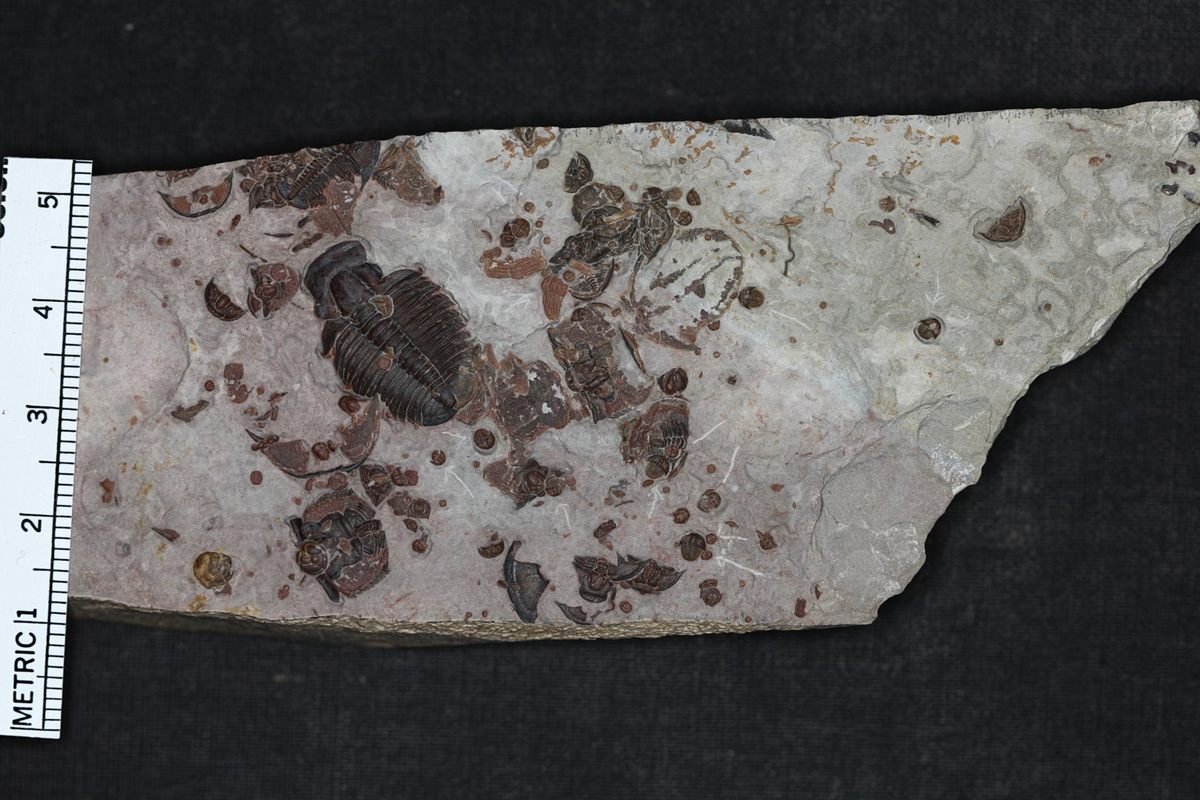 Multiple species sometimes mingle in a single slab of rock.