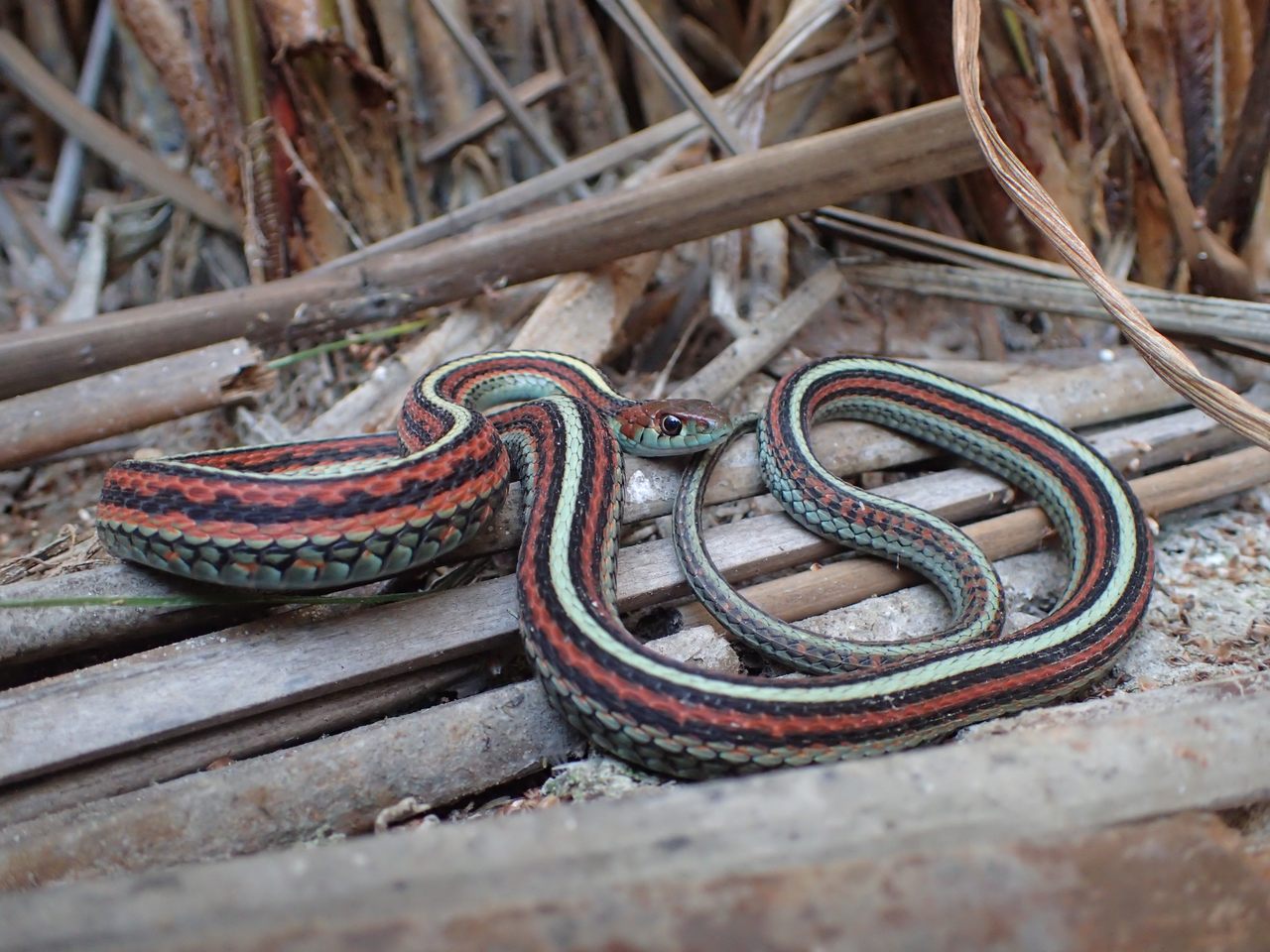 The endangered San Francisco garter snake has found a happy home at the airport thanks to a concerted conservation effort—but climate change and other challenges threaten its future.