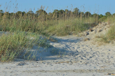 Dunes at Waites Island. 