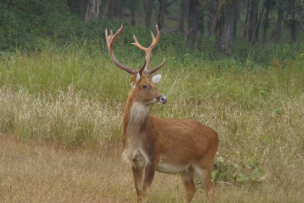 This is the elusive Barasingha male deer. This is a young adult with a impressive horn structure.