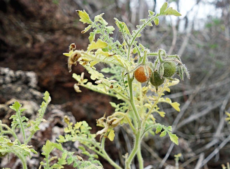 <em>Solanum galapagense</em>, one of two species of tomato native to the Galapagos.