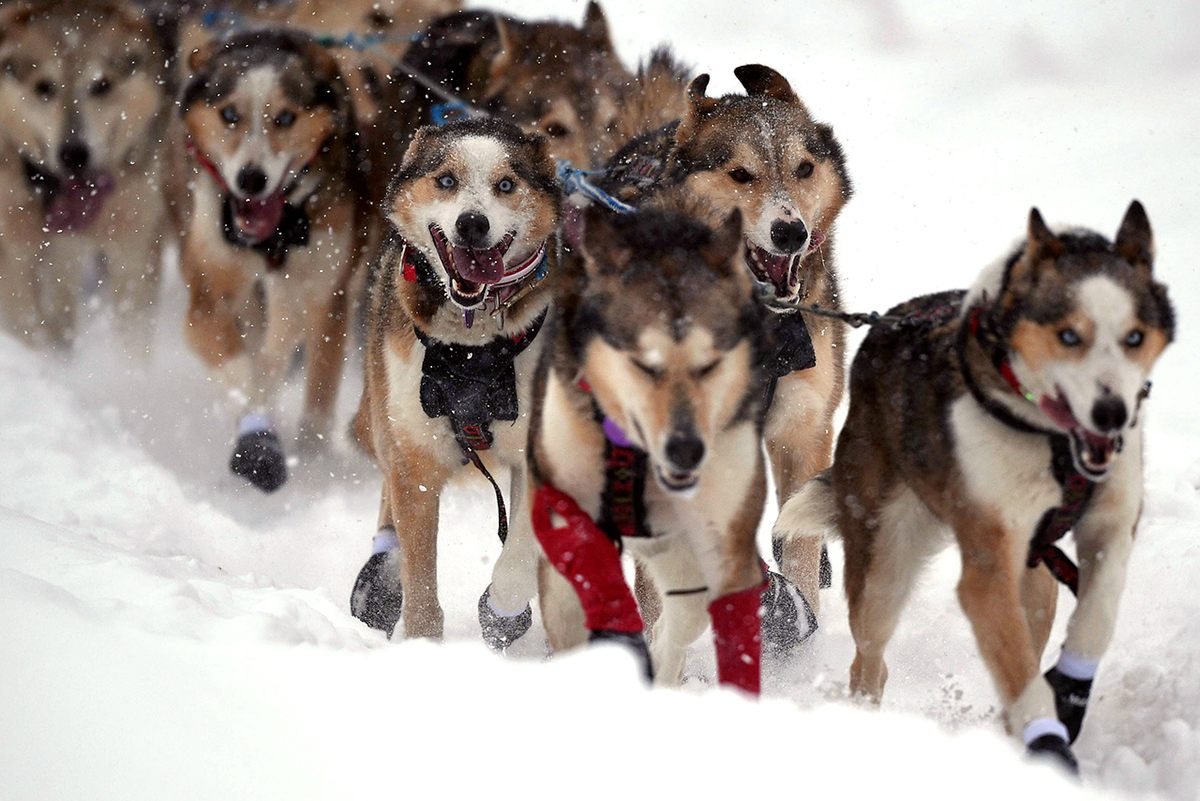 how many dogs pull a sled