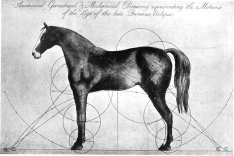 A 19th-century anatomical study of Eclipse attempts to show what made him so powerful. 