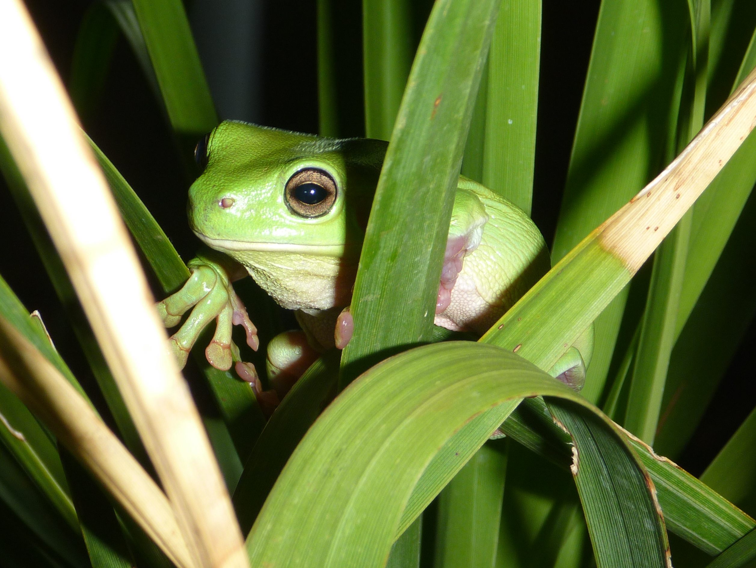 An Australian green tree frog peeks out from grass.
