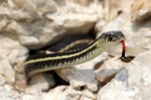 A red-sided garter snake