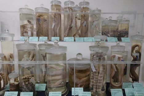 Specimens on display.