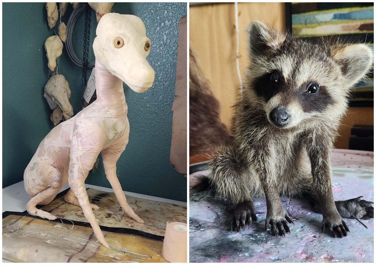 The materials to create the coyote (left) are commonly used for building stop motion puppets; a raccoon (right) looks lifelike after Binard mounts the hide on the form.