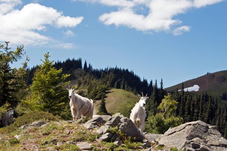 Goats at Hurricane Ridge in Olympic National Park.