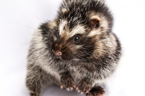 The rat can also stand on two feet, though it often stays on all four.