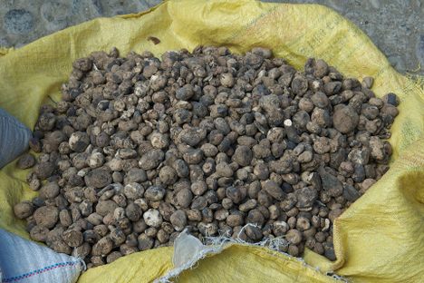 Chuños for sale in Paucartambo, Peru.