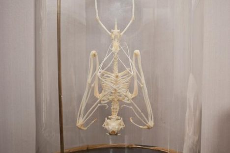 Memento Mori Oddities Shop