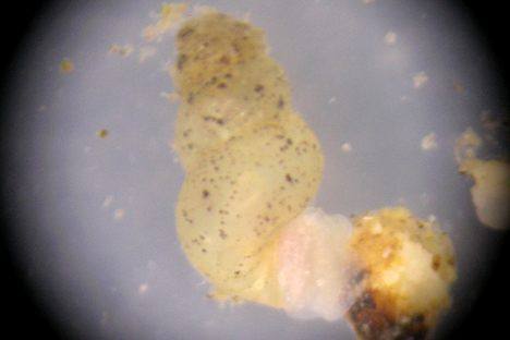 Fontigens cryptica, finally found!