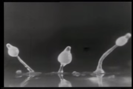 Watch Slime Molds Creep and Crawl Like Alien Slugs
