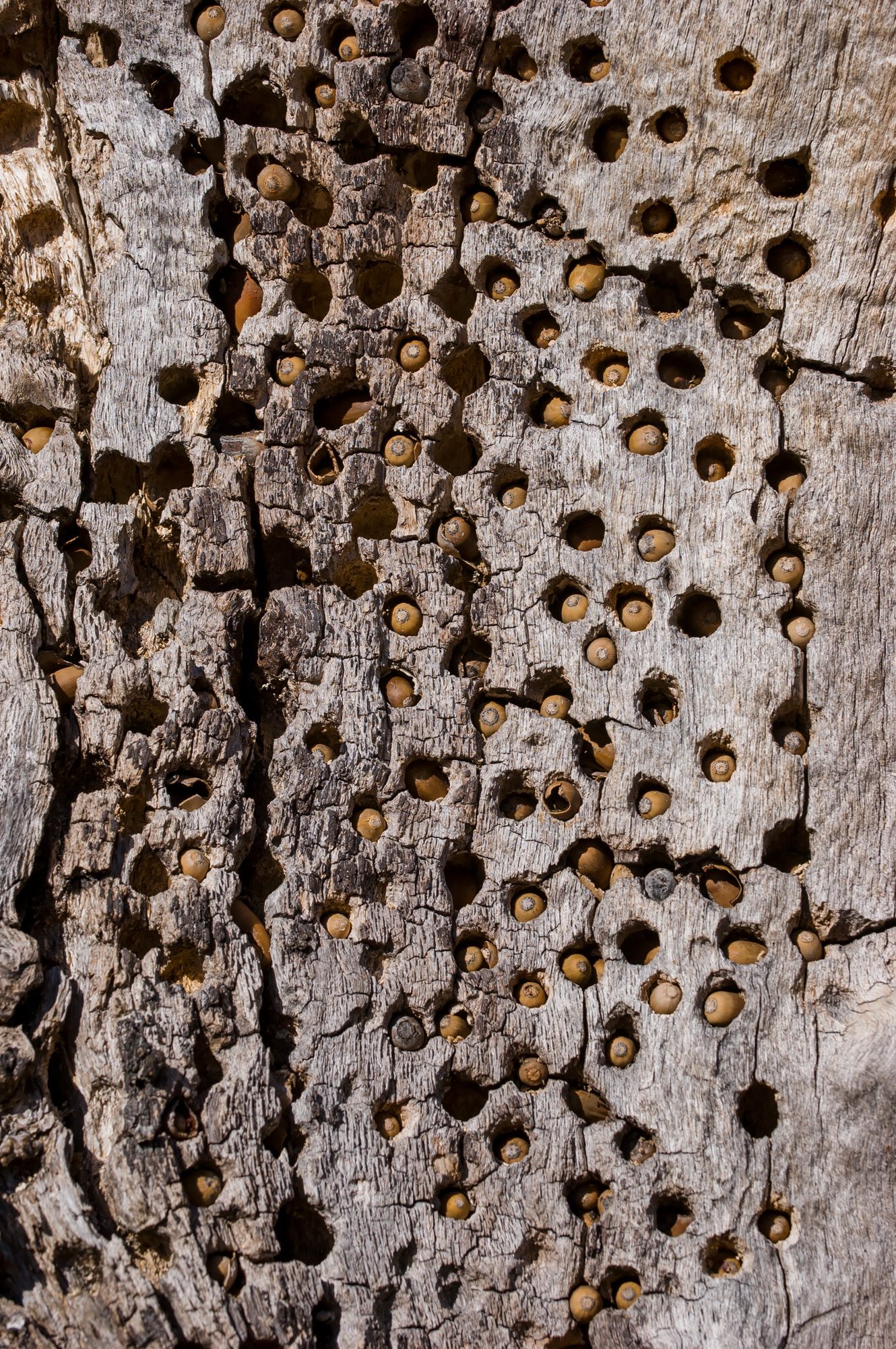 The woodpeckers' acorn granaries can be built up over generations, becoming very coveted territory. 