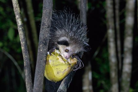 The aye-aye's slender fingers, particularly a long, narrow middle digit, evolved to help it locate and catch insect larvae, its main diet (though it won't turn down a piece of fruit).