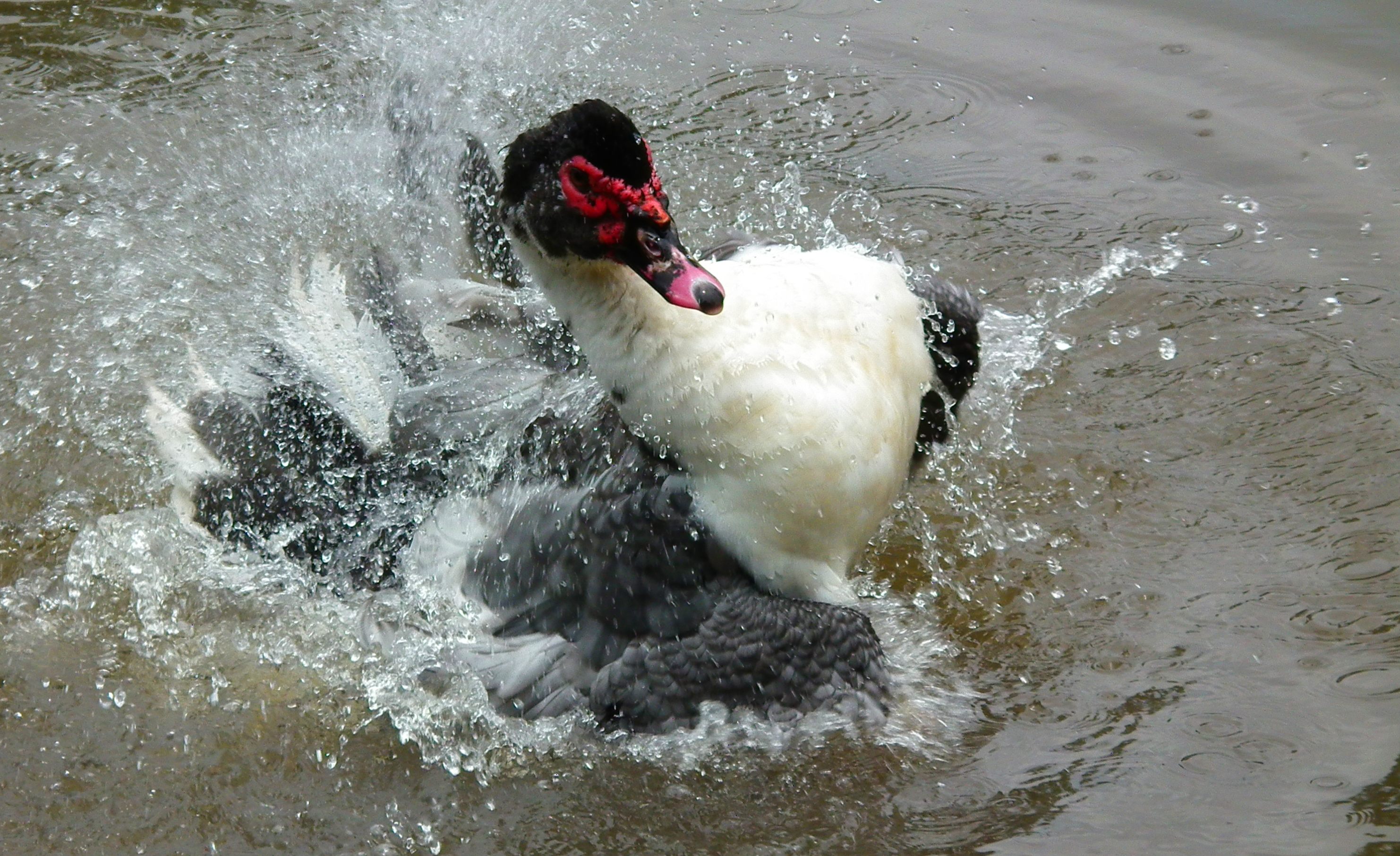 Muscovy duck, bathing.