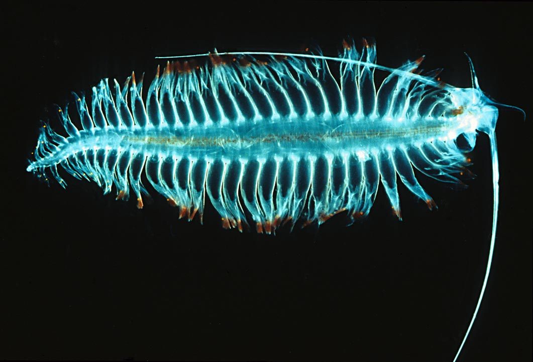 bioluminescent ocean animals