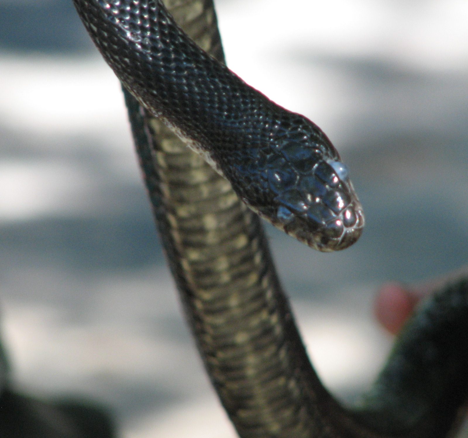 This Week in Google News Alerts: 'Snakes Found' - Atlas Obscura