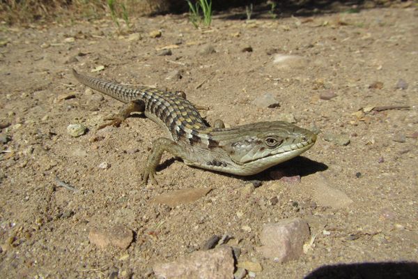 iNaturalist user naturenate posted this image of ticks hitching a ride on the lizard.