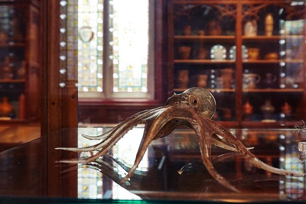 A strange octopus specimen