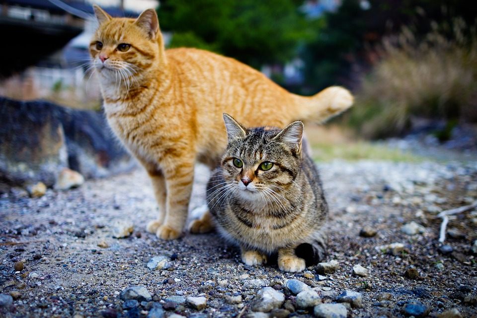 Feral store australian cats