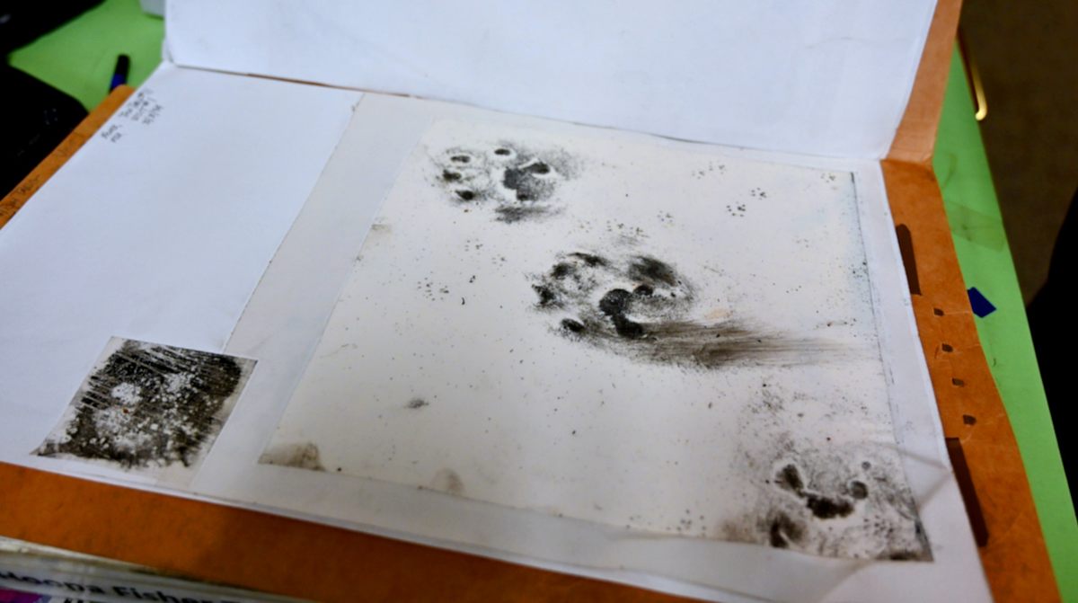 The soot-laden tracks of a fisher on a track plate, one of the initial methods used to monitor the population.