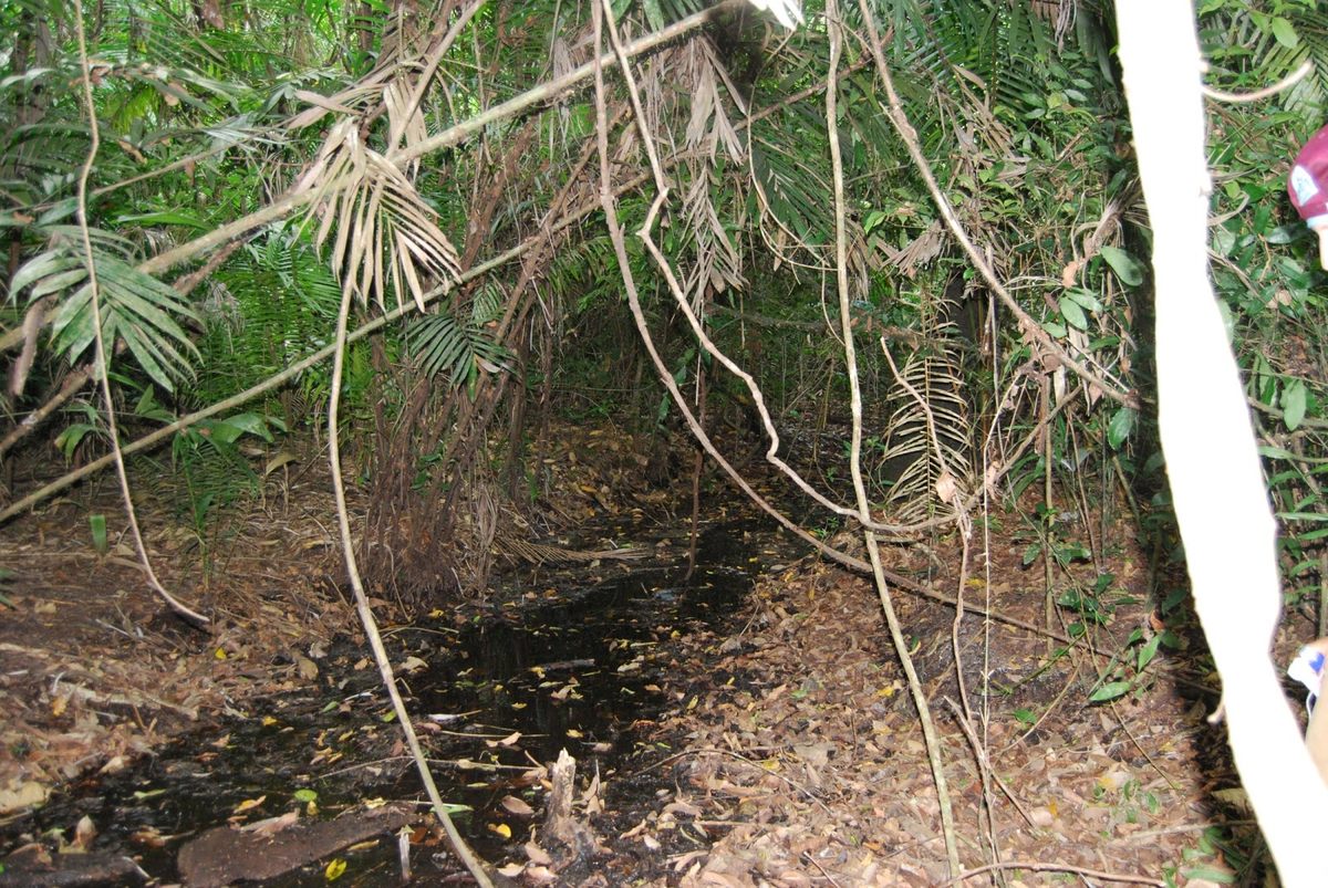 One of the remaining Maya canals, under thick jungle brush.