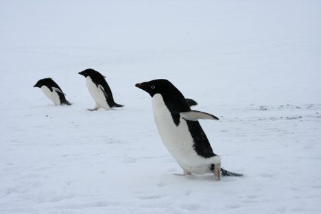 Why 150,000 Penguins Missing From Antarctica May Actually Be Alive