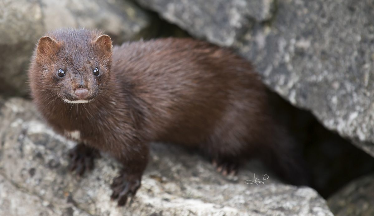 The American mink, a voracious predator, was introduced to Europe in the early 20th century.