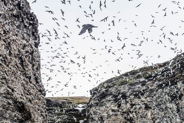 The canyon is home to an incredible colony of black-footed kittiwakes.