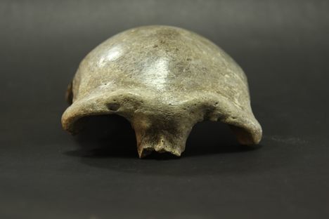A most modern Mongolanthropus.