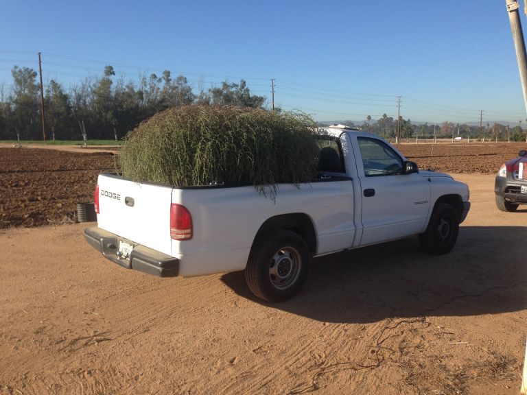 A good-sized Salsola ryanii, in the bed of researcher Shana Welles's truck. (Photo: UC Riverside)