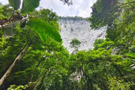 An ancient forest blankets the bottom of the sinkhole. 