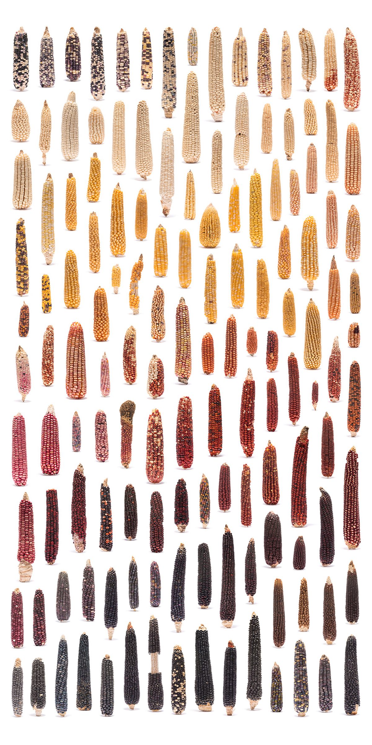 <em>Zea mays</em> I - Native Seeds/SEARCH, Tucson, USA 2018 | 224cm x 112cm