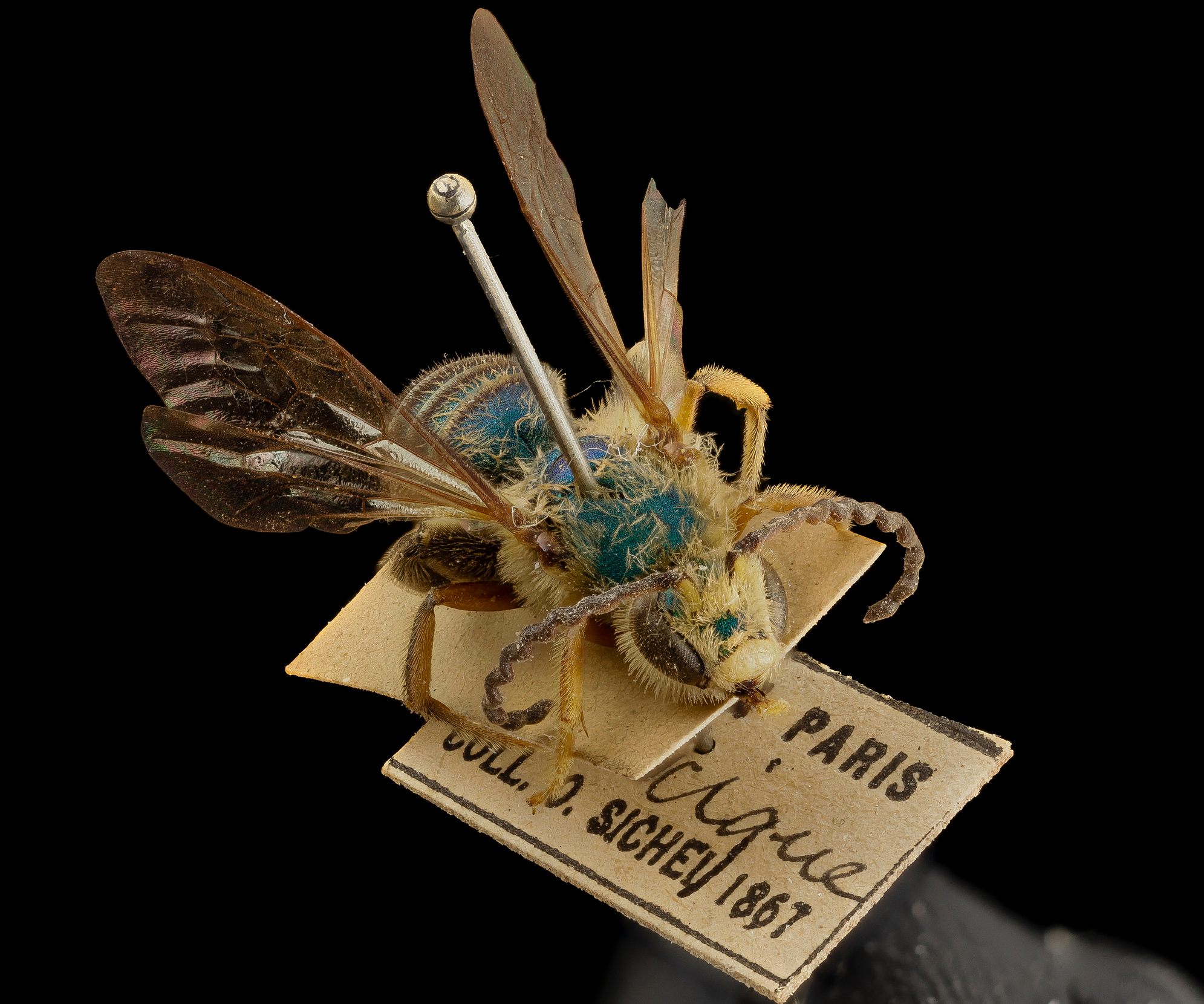 This specimen of <em>Dinagapostemon sicheli</em> was collected in Mexico over 150 years ago and now resides in Paris.
