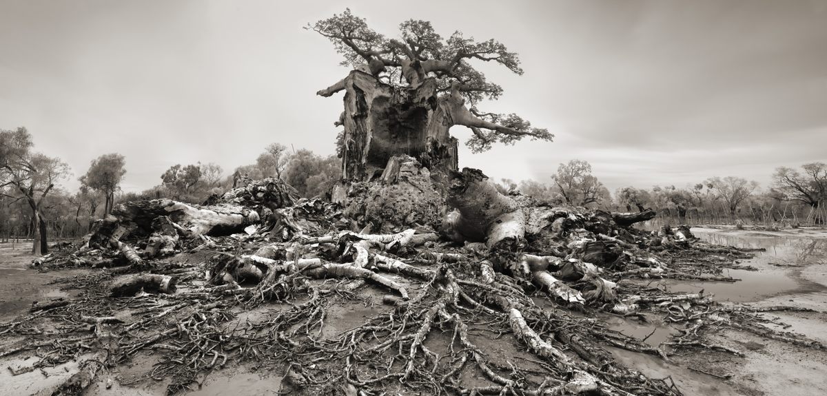 "Astonishment and horror set in as Tsitakakoike comes into view. Half of the tree has collapsed; a portion of the sides and back of the trunk remain. Gigantic branches, larger than most trees, lay in disarray at the base of the trunk. The entire spectacle is about the size of a football field."