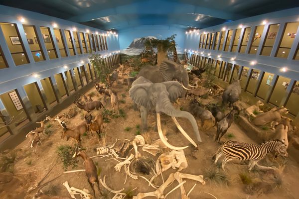 A view of the enormous centerpiece of African animals