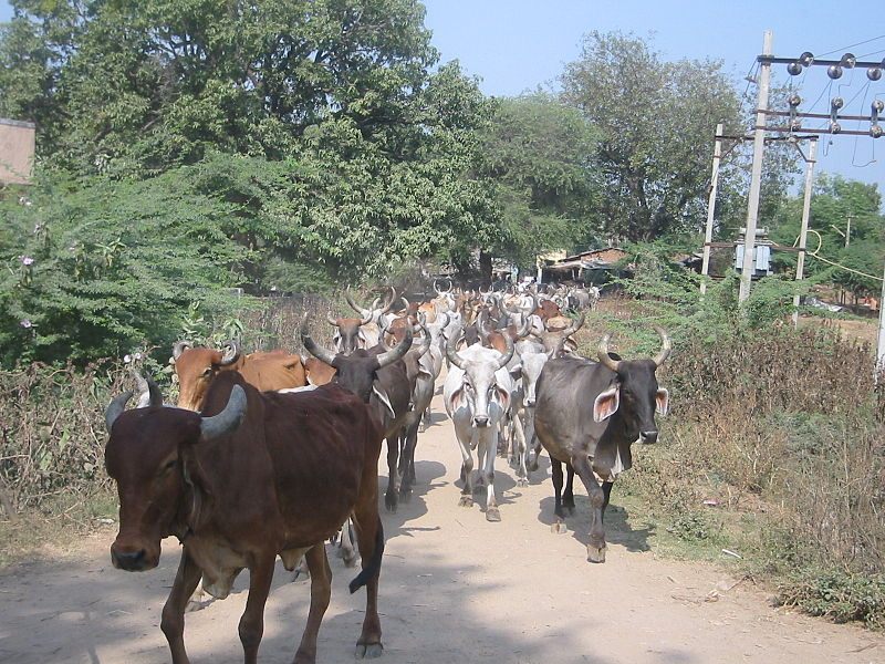 A cattle herd in India.