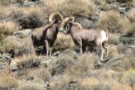 Endangered Bighorn Sheep In Ko-Pah