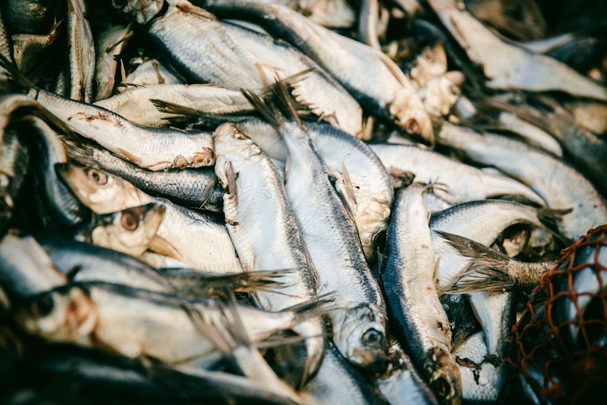 It’s estimated that fish caught specifically for bait in Atlantic Canada and New England amounts to hundreds of millions of kilograms, but the catch is poorly tracked.