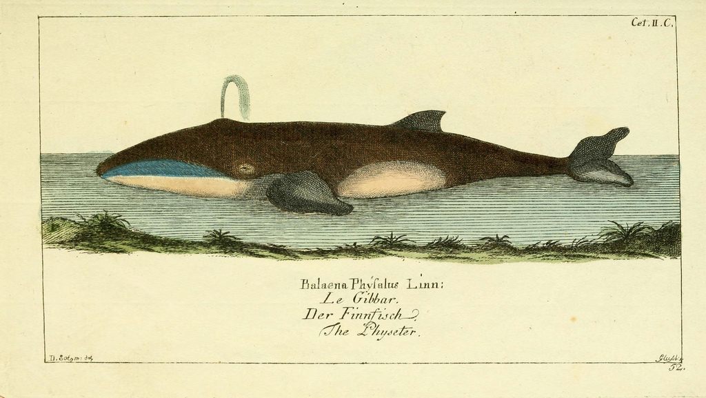 <em>Gemeinnüzzige Naturgeschichte des Thierreichs</em>, Gottlieb August Lange, 1780-1789.