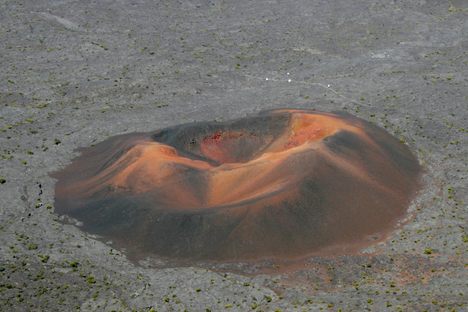 Formica Léo