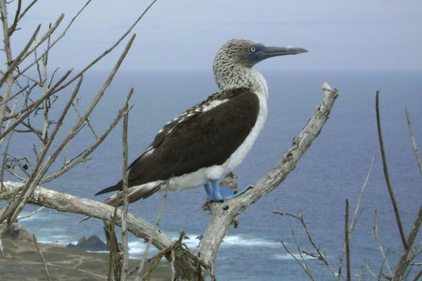 Blue-footed booby.