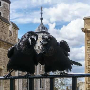 Two of the ravens at the Tower of London. 