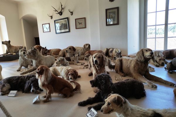 Taxidermy dogs