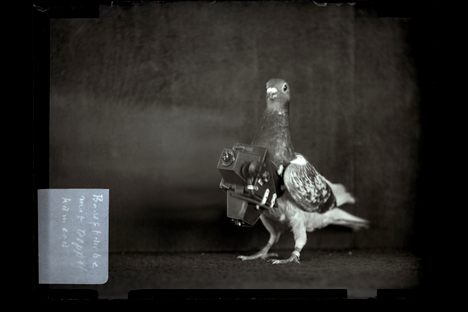 One of Neubronner's pigeons, with camera. 