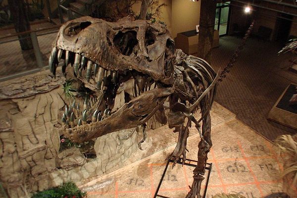 "Stan" the T-rex, on exhibit