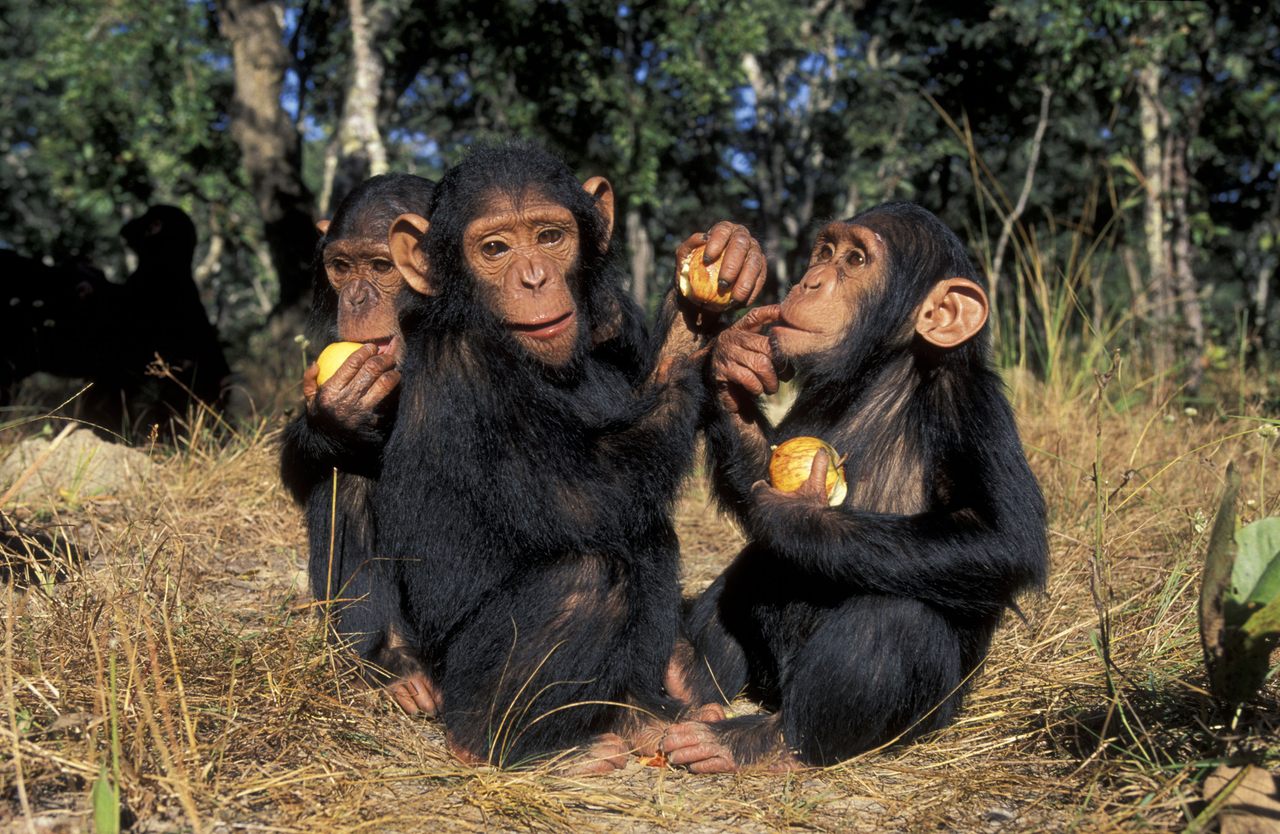 Because chimpanzees primarily eat fruit, they also ingest a lot of alcohol.