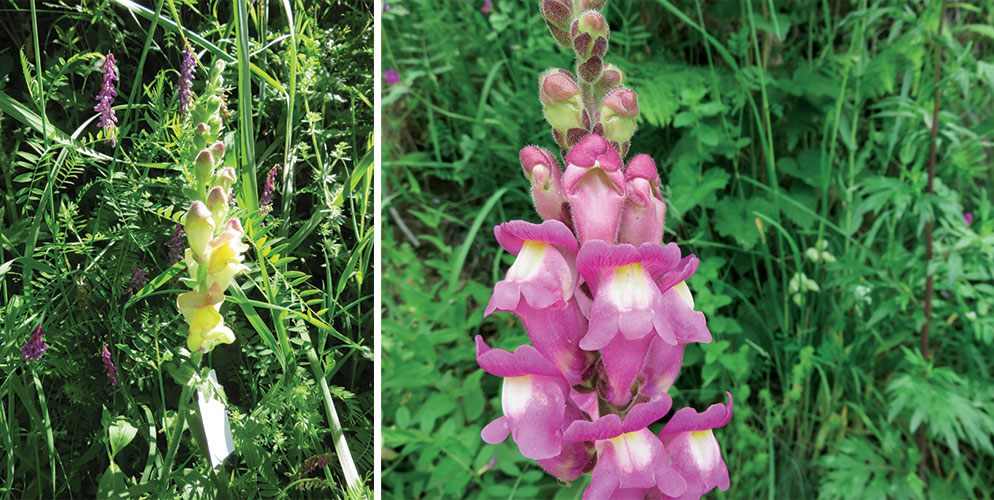 Yellow and magenta snapdragons.