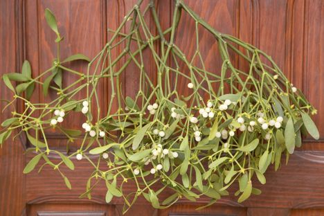 Mistletoe Is a Parasitic, Explosive Plant That Maybe You Shouldn't Stand Underneath